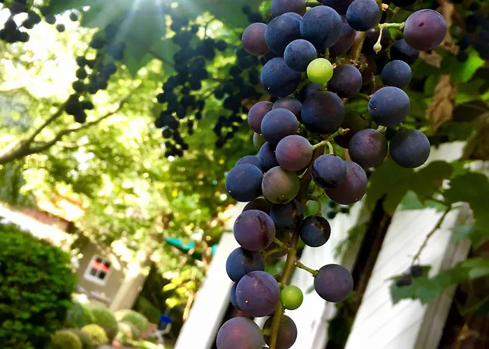 Lilis Kleines Gasthof 3*